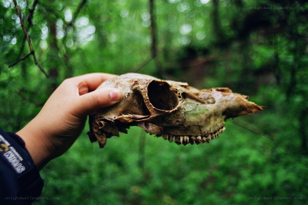 hand holding animal skull