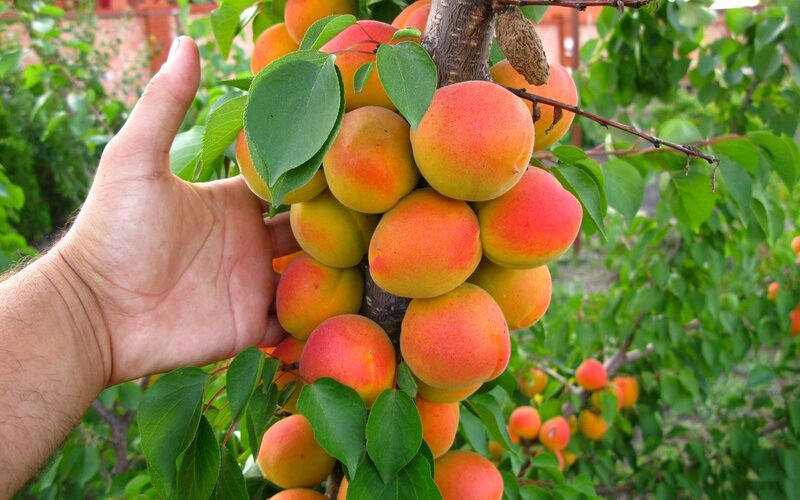 Hand Holding Apricots