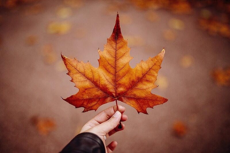 Hand Holding Autumn Leaf — Brown, Calm