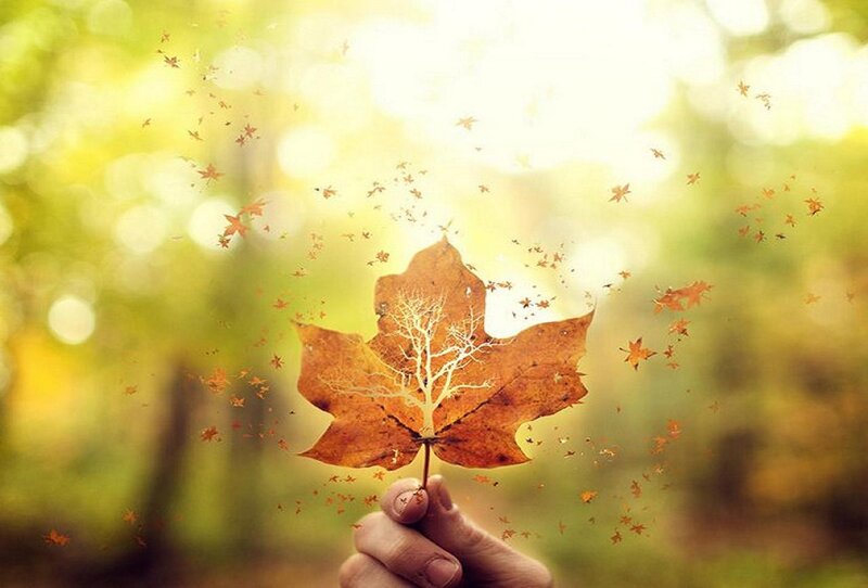 Hand Holding Autumn Leaf — Brown
