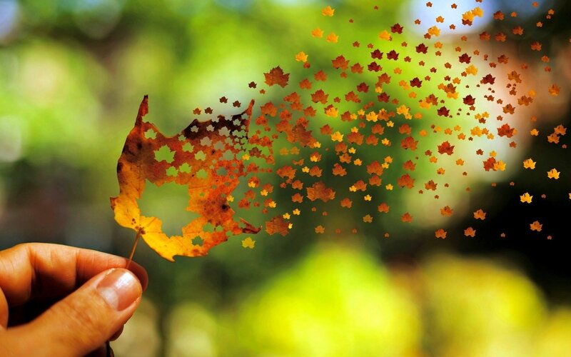 Hand Holding Autumn Leaf — Green, Serene