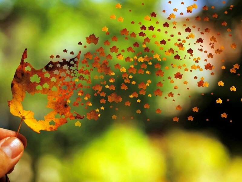 Hand Holding Autumn Leaf — Orange