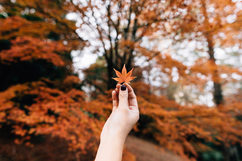 hand holding autumn leaf