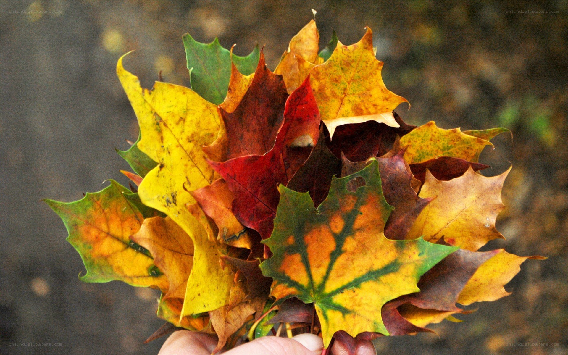 hand holding autumn leaves
