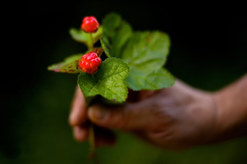 Hand Holding Berries