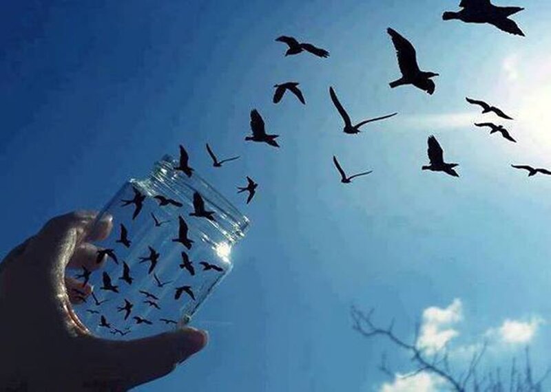 Hand Holding Birds in Jar