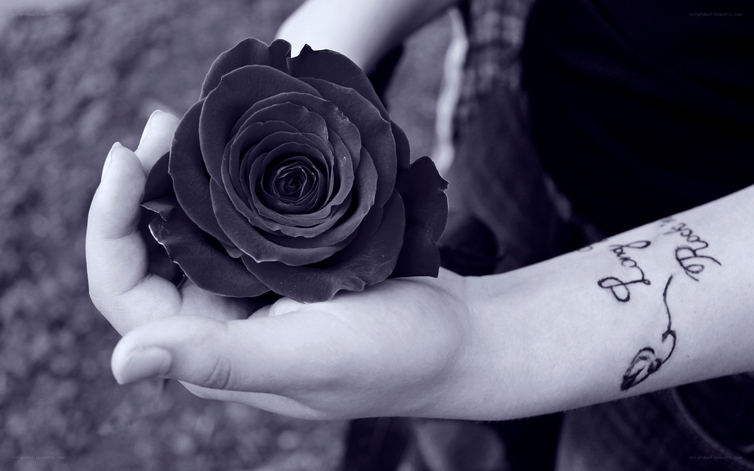 hand holding black rose