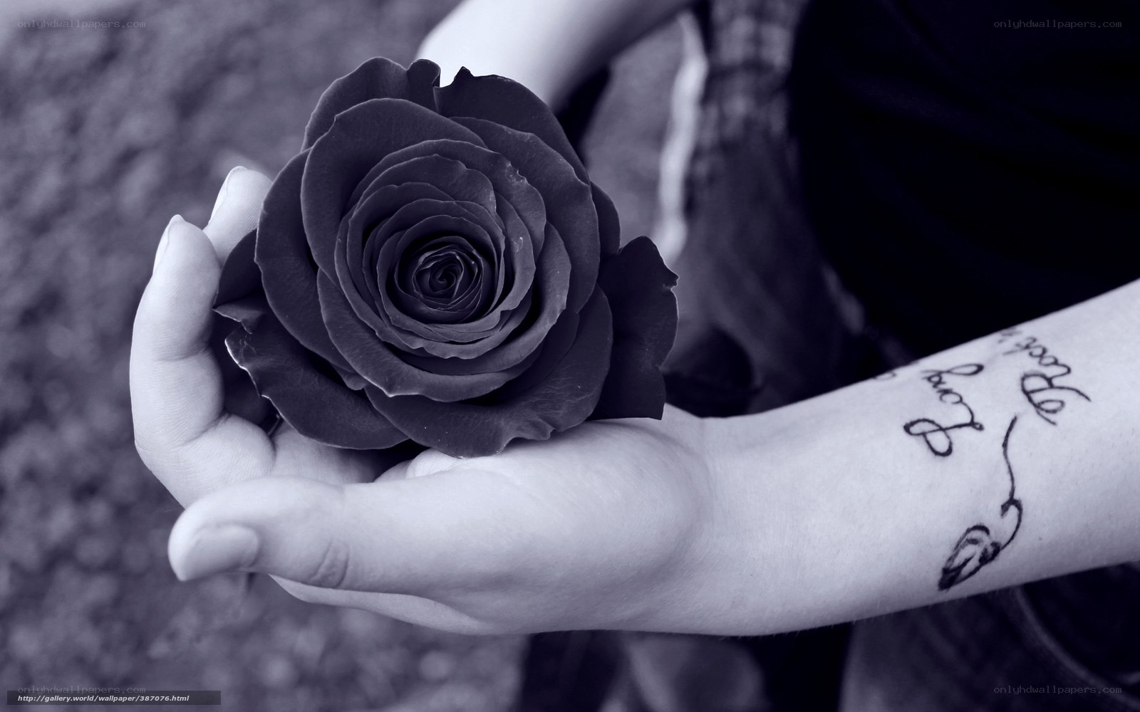 Hand holding black rose