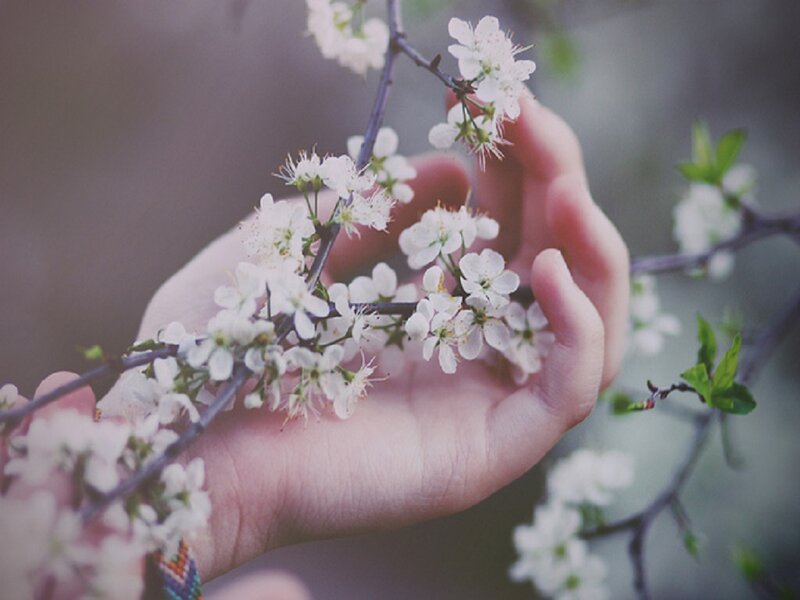 Hand Holding Blossoming Branch