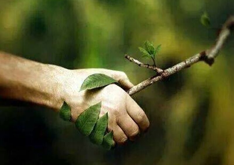 Hand Holding Branch