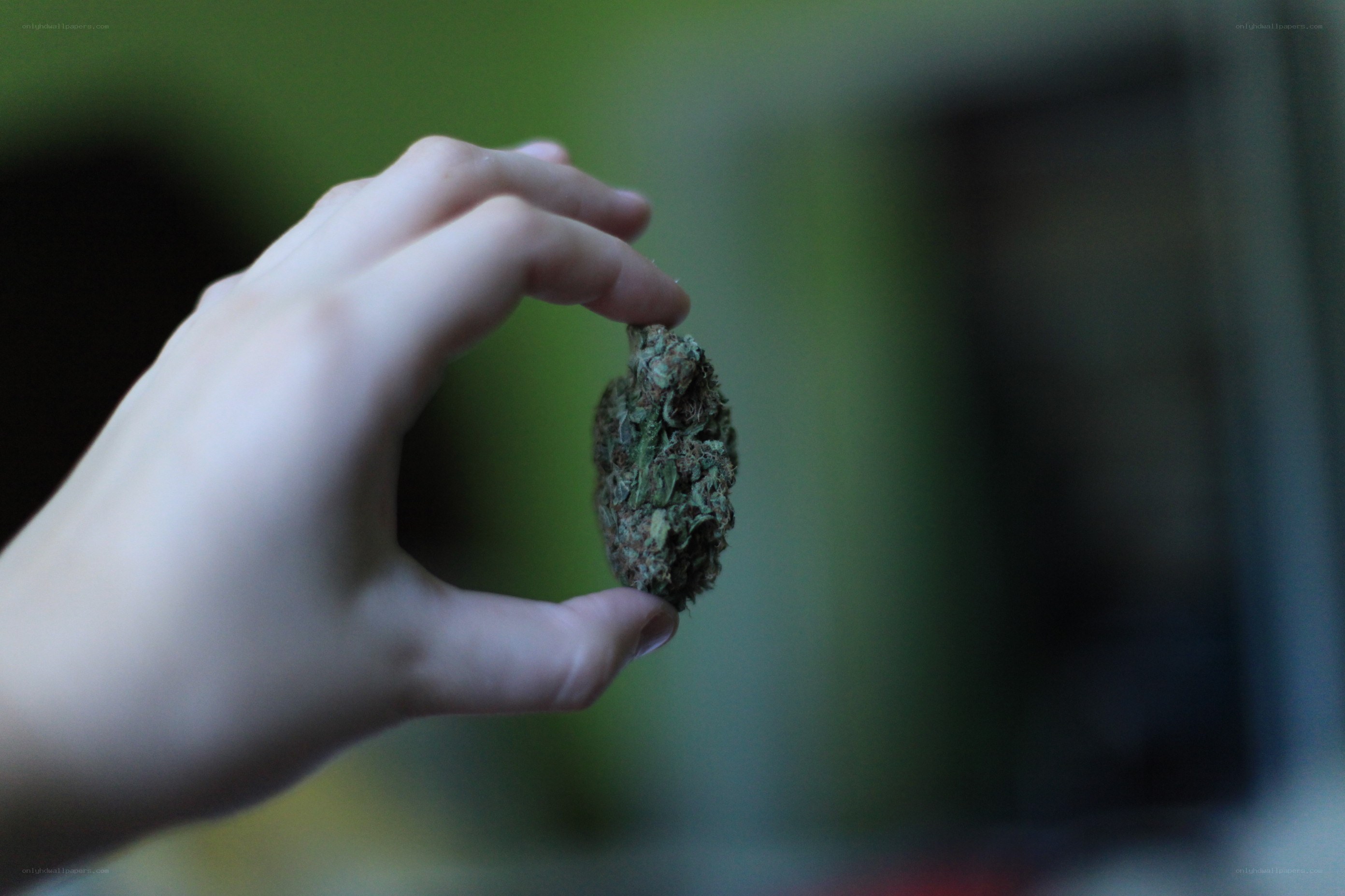 hand holding cannabis bud