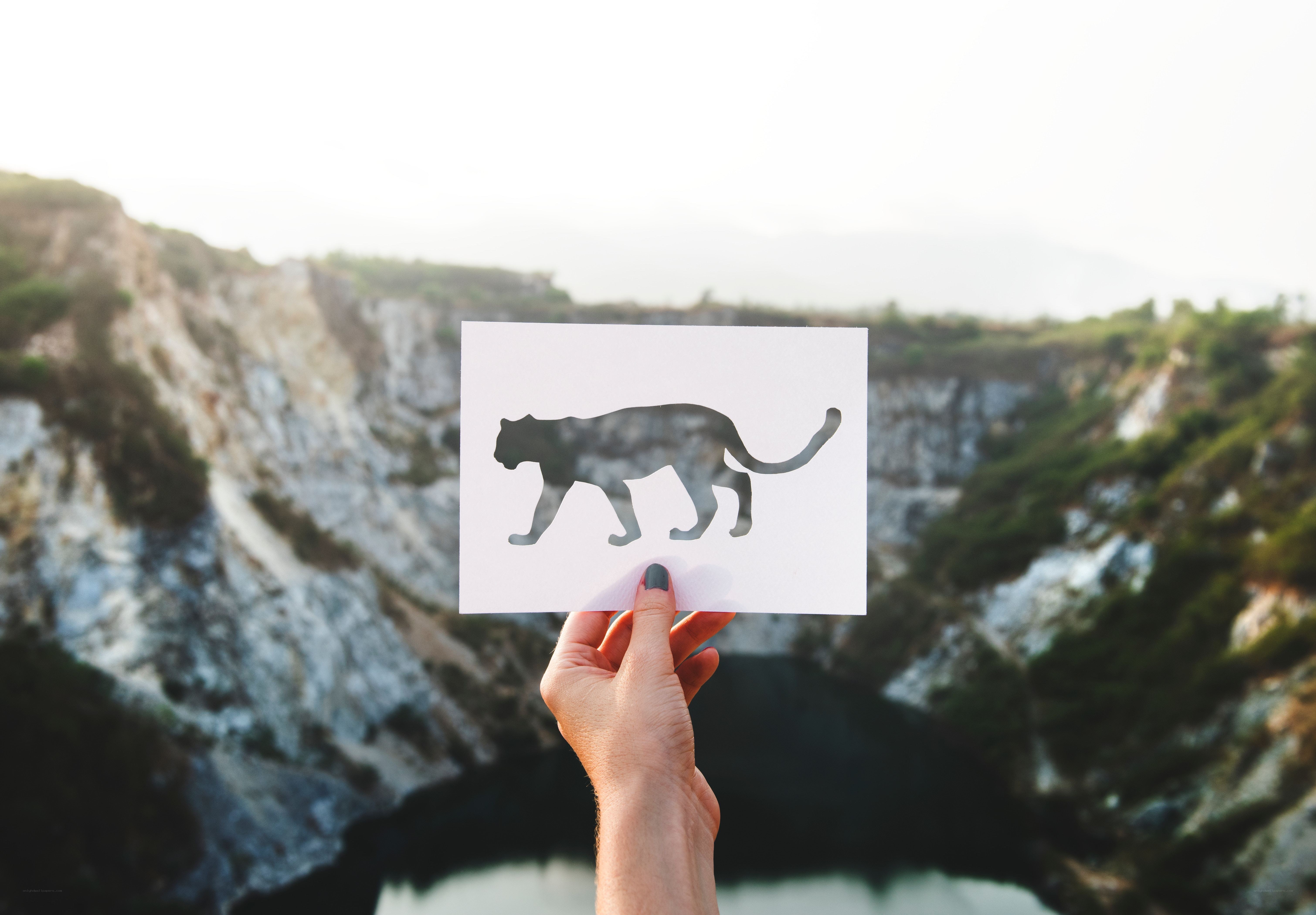hand holding cat cutout