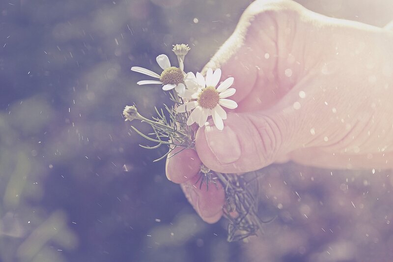 Hand Holding Chamomile Flowers