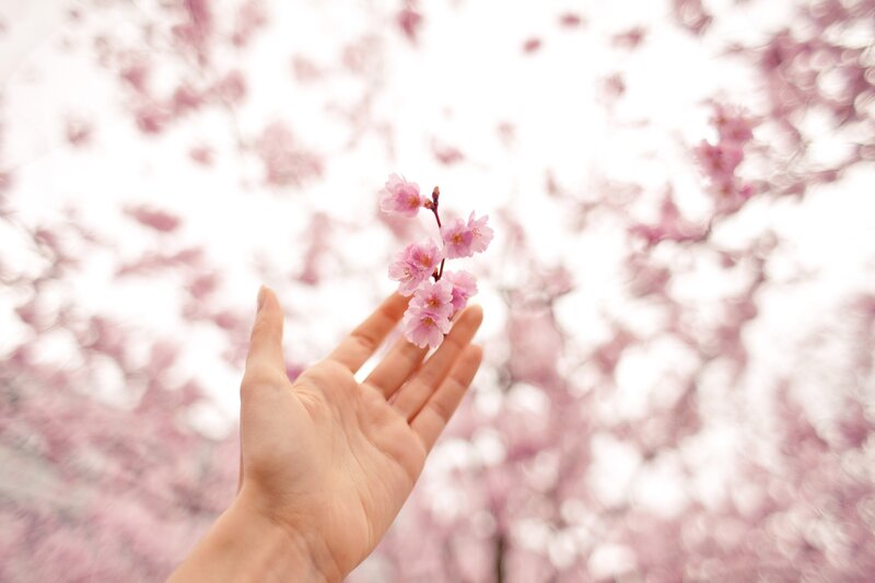 Hand Holding Cherry Blossom — Pink