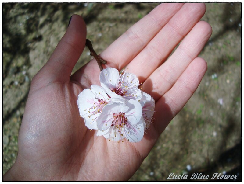 Hand Holding Cherry Blossom