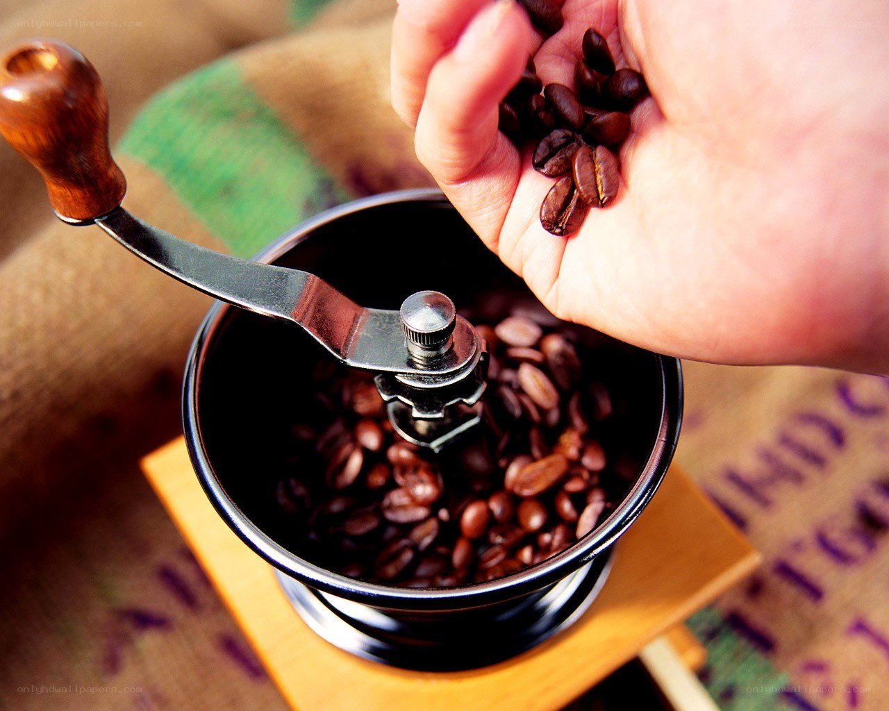 hand holding coffee beans