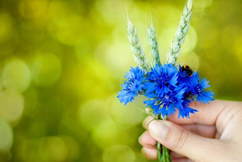 Hand Holding Cornflowers