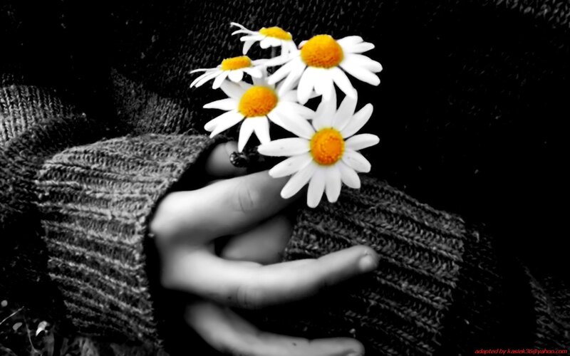 hand holding daisies
