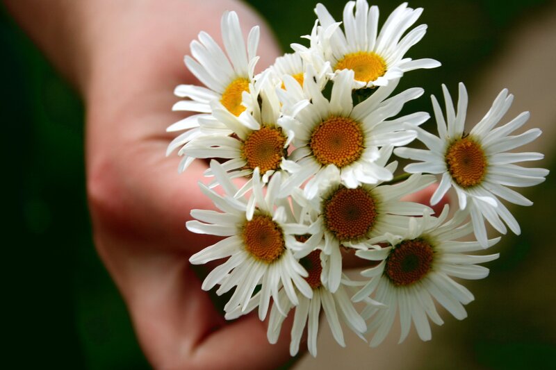 hand holding daisies