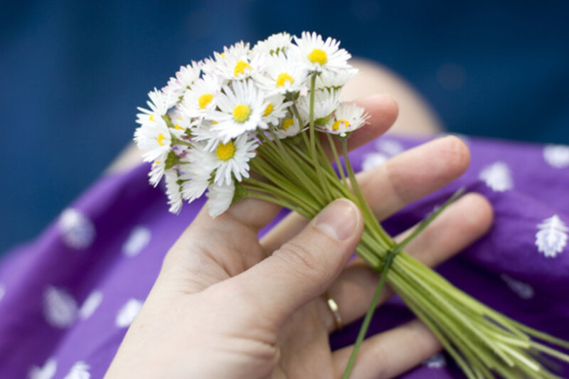 Hand Holding Daisies — White, Calm