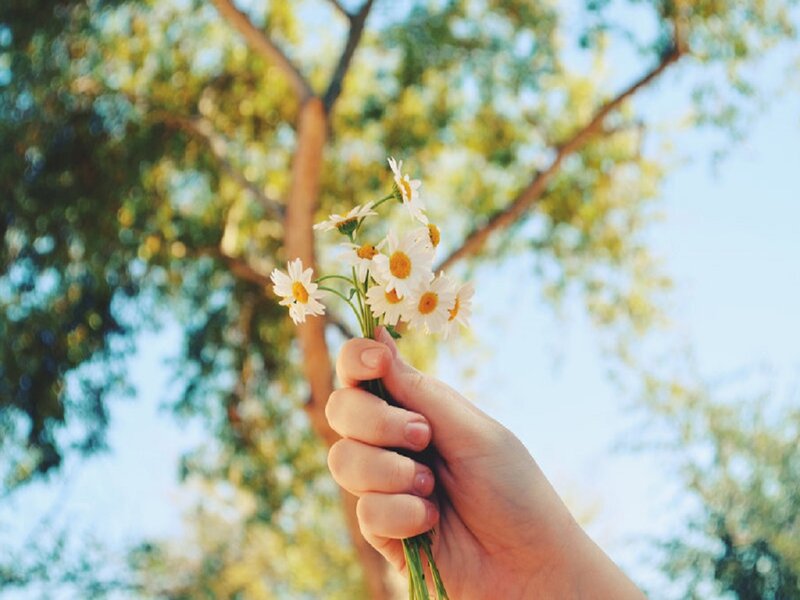 Hand Holding Daisies — White, Serene, Afternoon