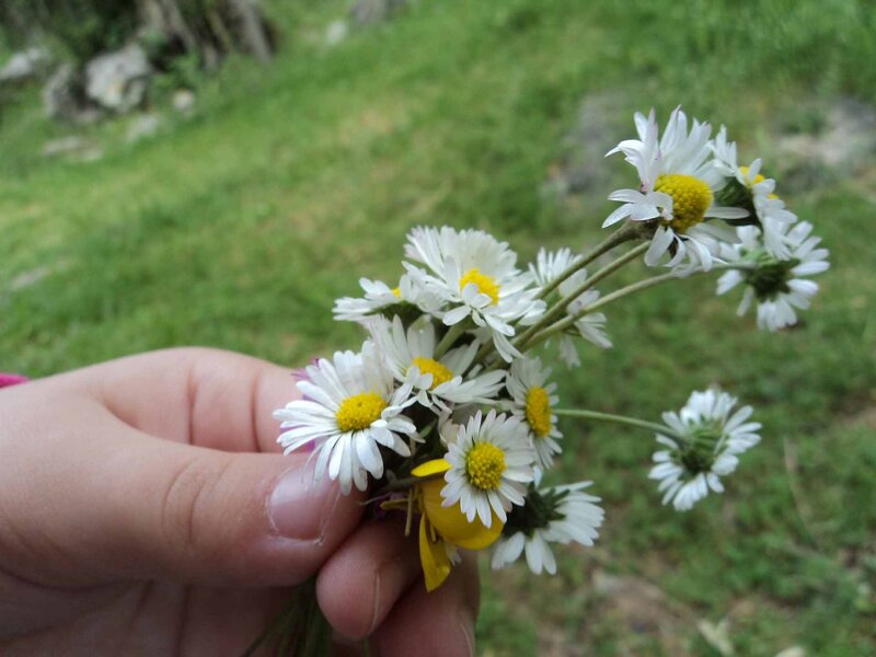 Hand Holding Daisies — White, Serene