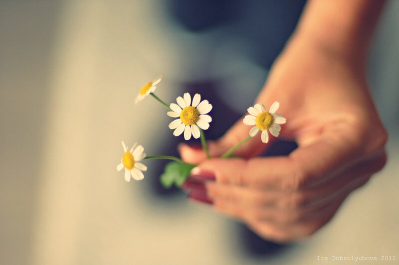 Hand Holding Daisies — White