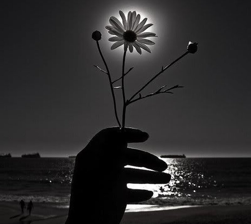 Hand Holding Daisy — Black