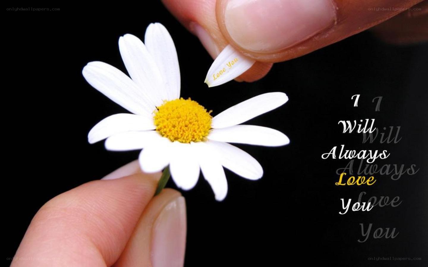 hand holding daisy flower