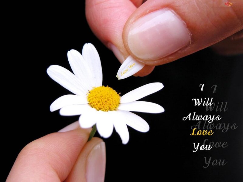 Hand holding daisy flower