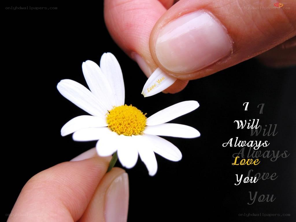 Hand holding daisy flower