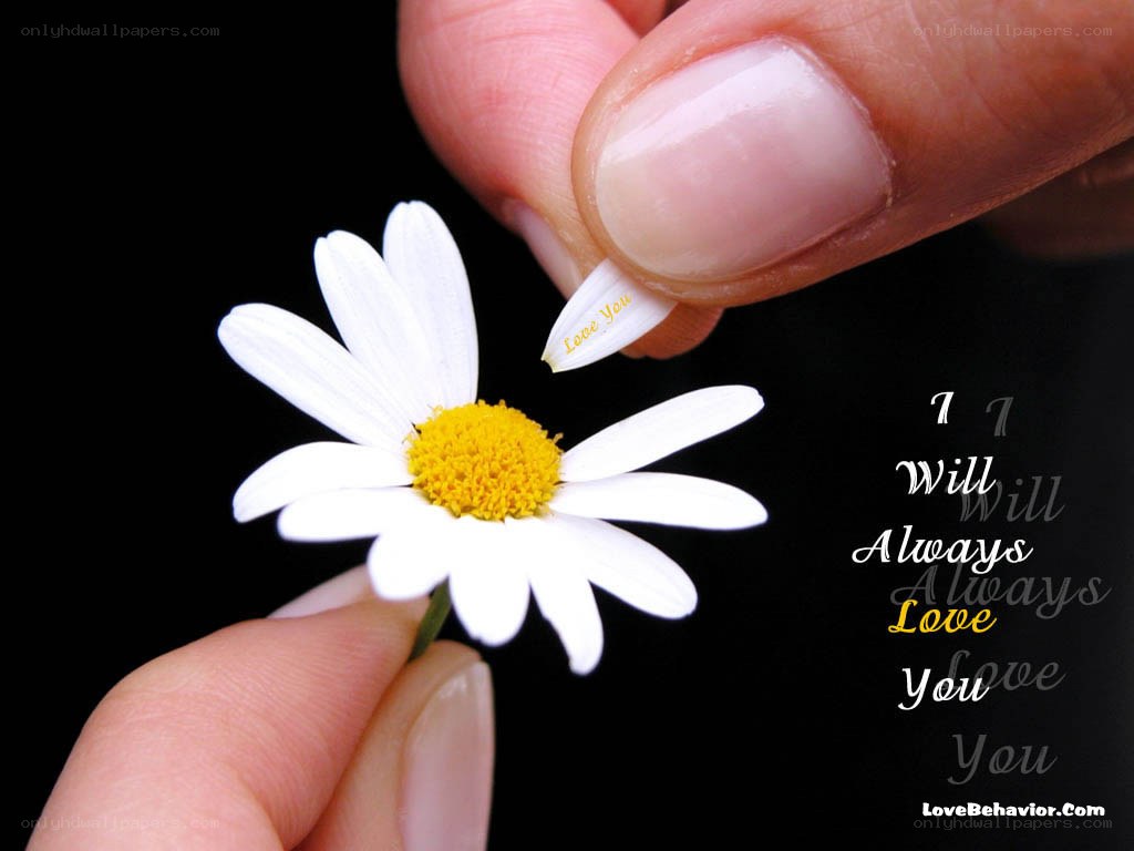 hand holding daisy flower