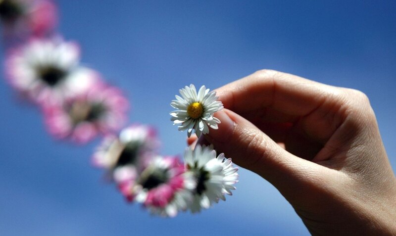 Hand Holding Daisy Flower — Blue