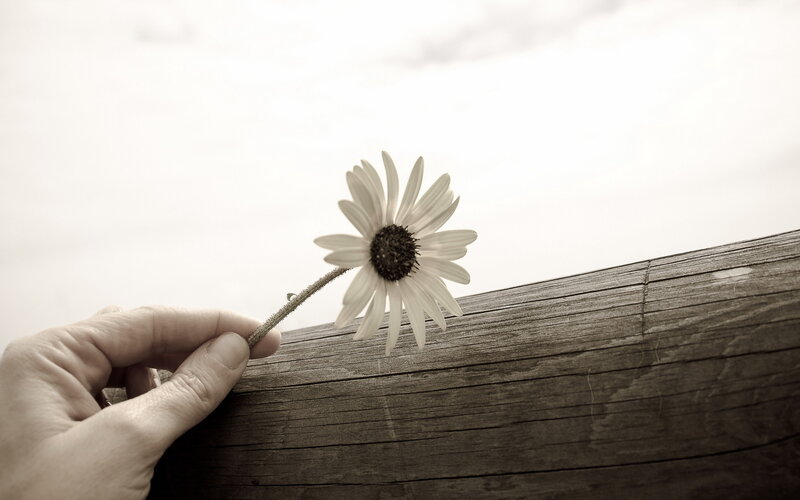 Hand Holding Daisy Flower — Brown