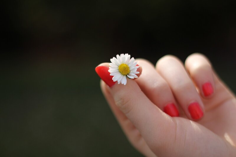 Hand Holding Daisy Flower — Red