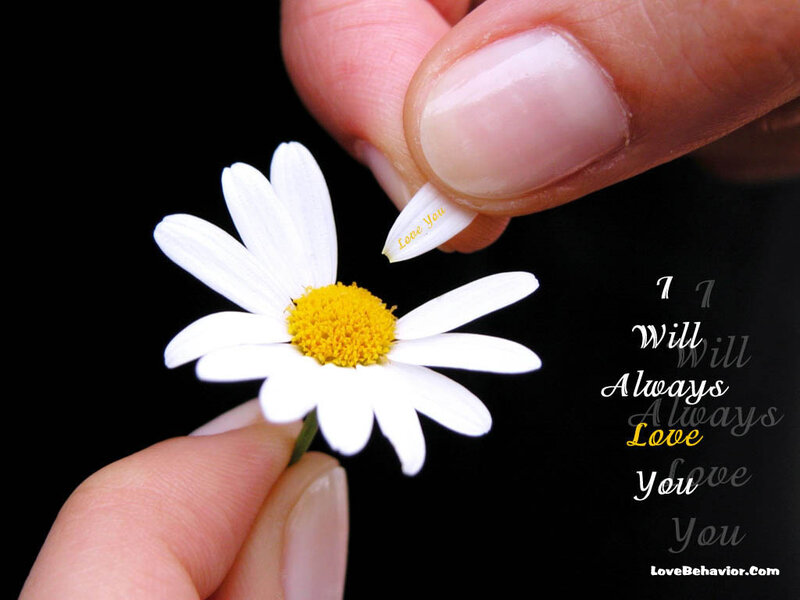Hand holding daisy flower