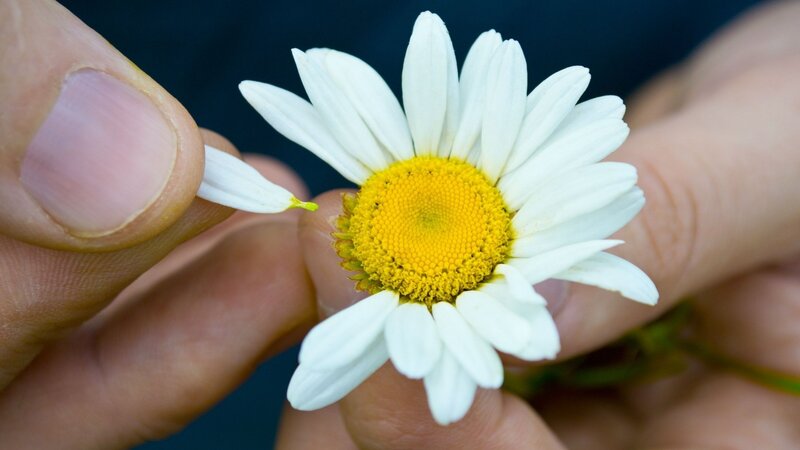 Hand Holding Daisy Flower — White, Calm