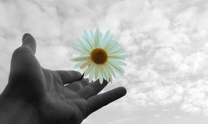 Hand Holding Daisy Flower — White, Serene, Photograph