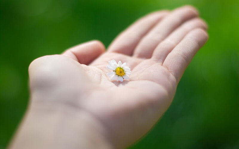 Hand Holding Daisy Flower — White, Serene