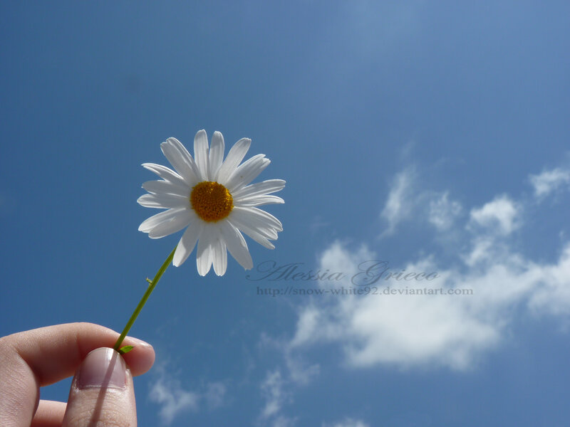 Hand Holding Daisy