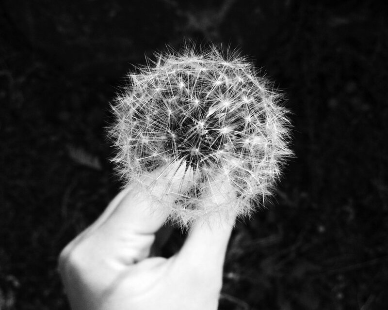 Hand Holding Dandelion — Black