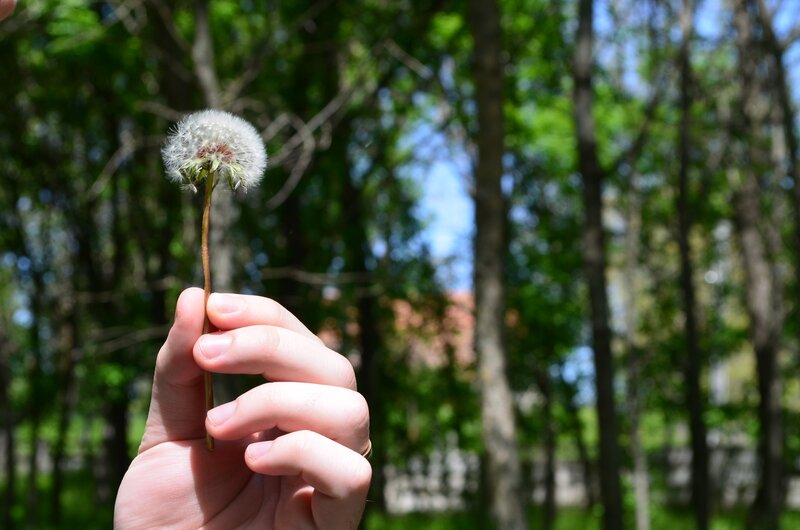 Hand Holding Dandelion — Green, Serene