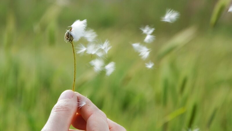 Hand Holding Dandelion — Green