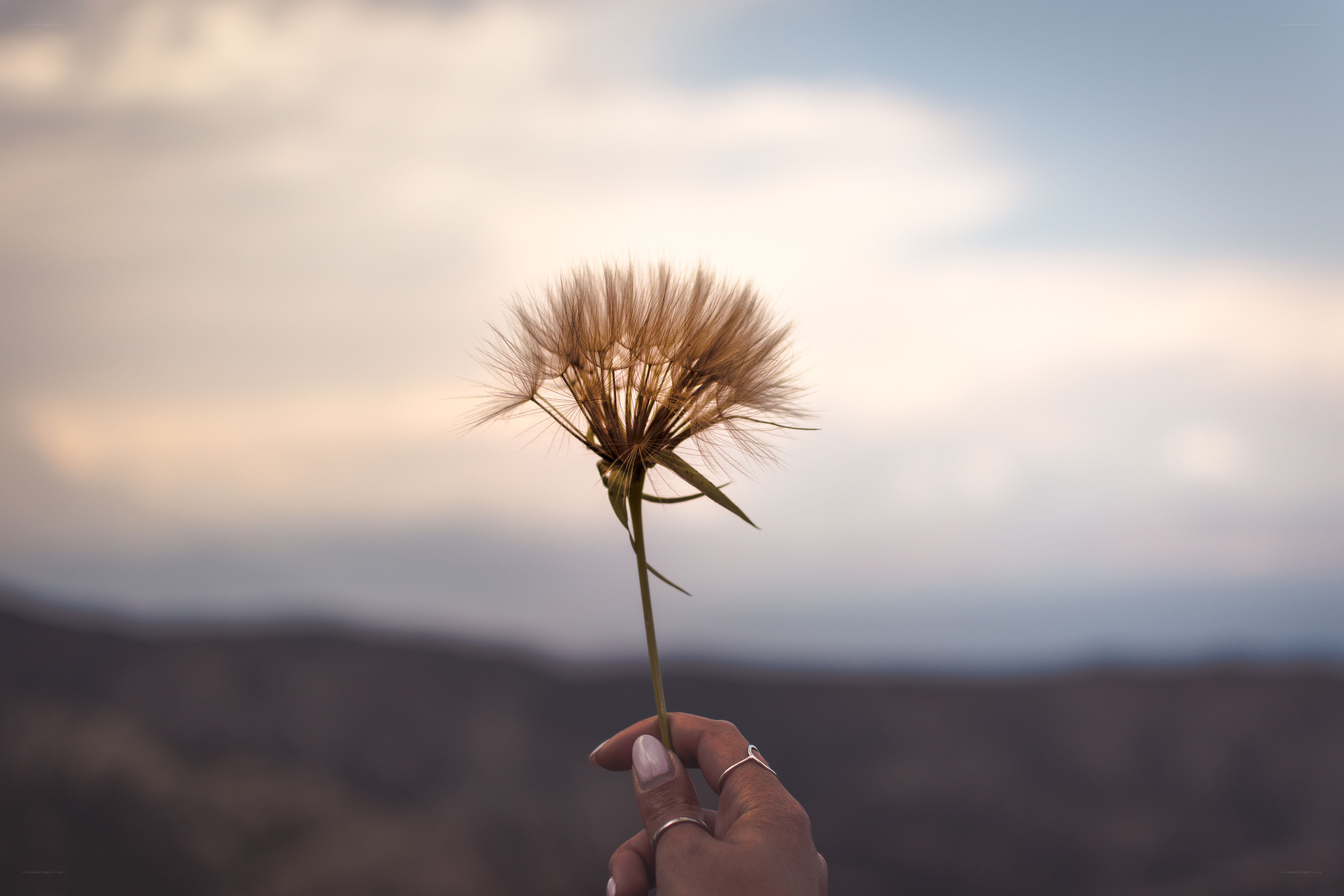 hand holding dandelion seed head