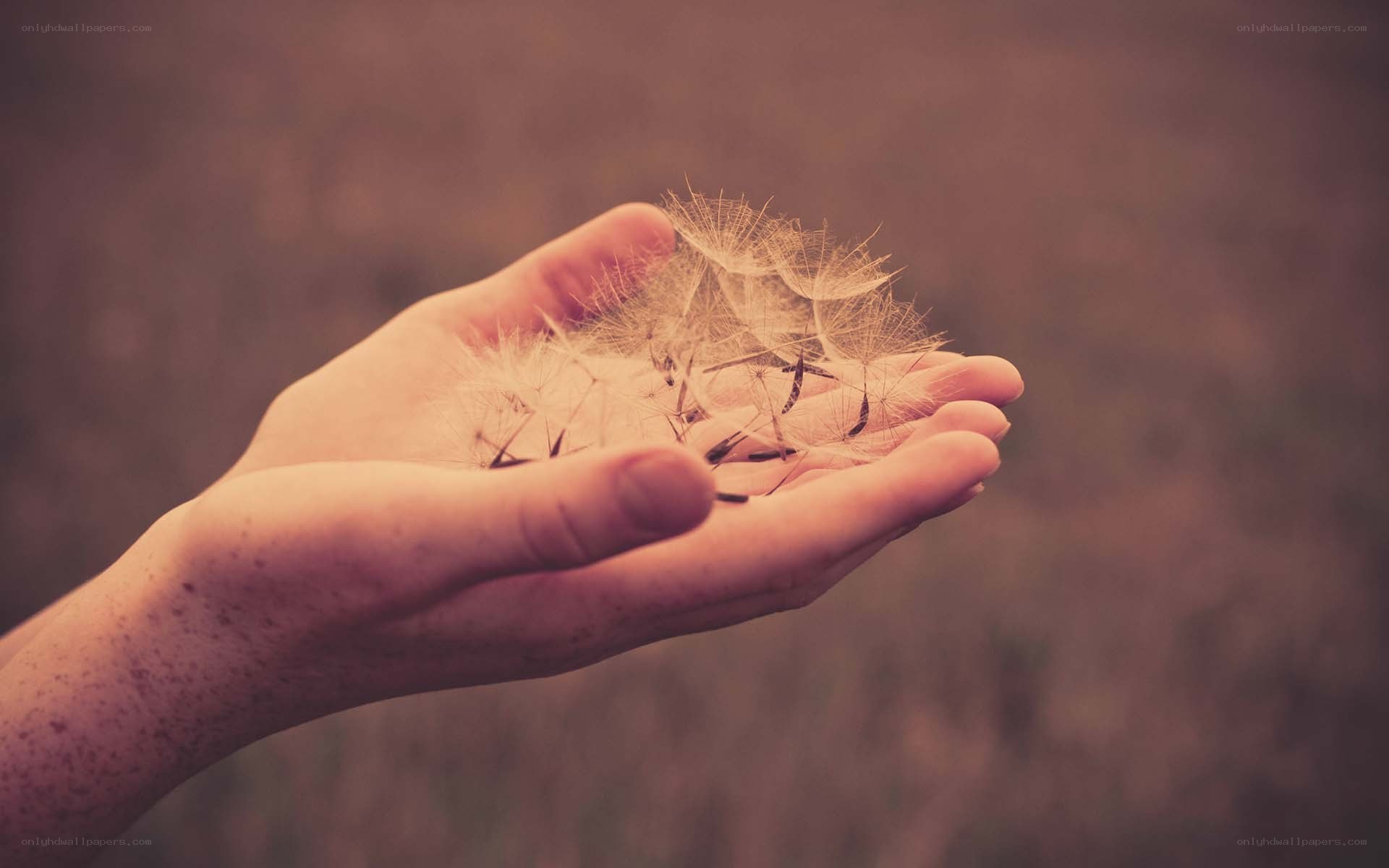 hand holding dandelion seeds