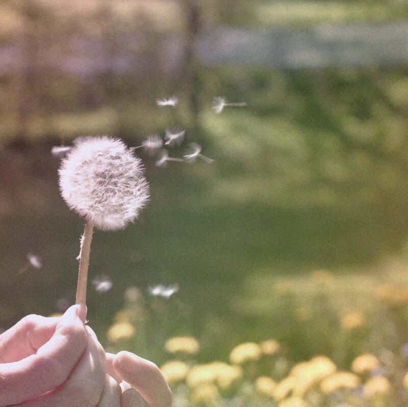 Hand Holding Dandelion