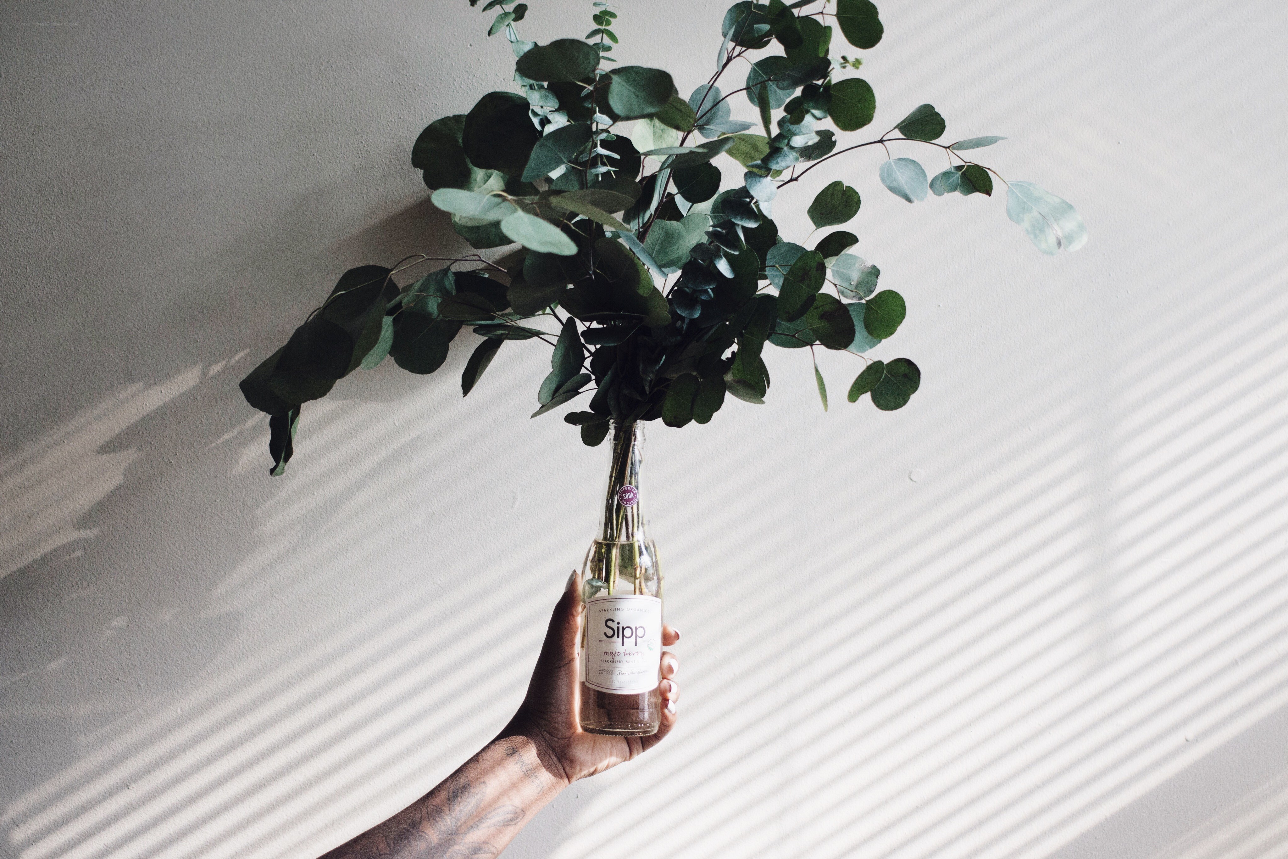 Hand holding eucalyptus in bottle