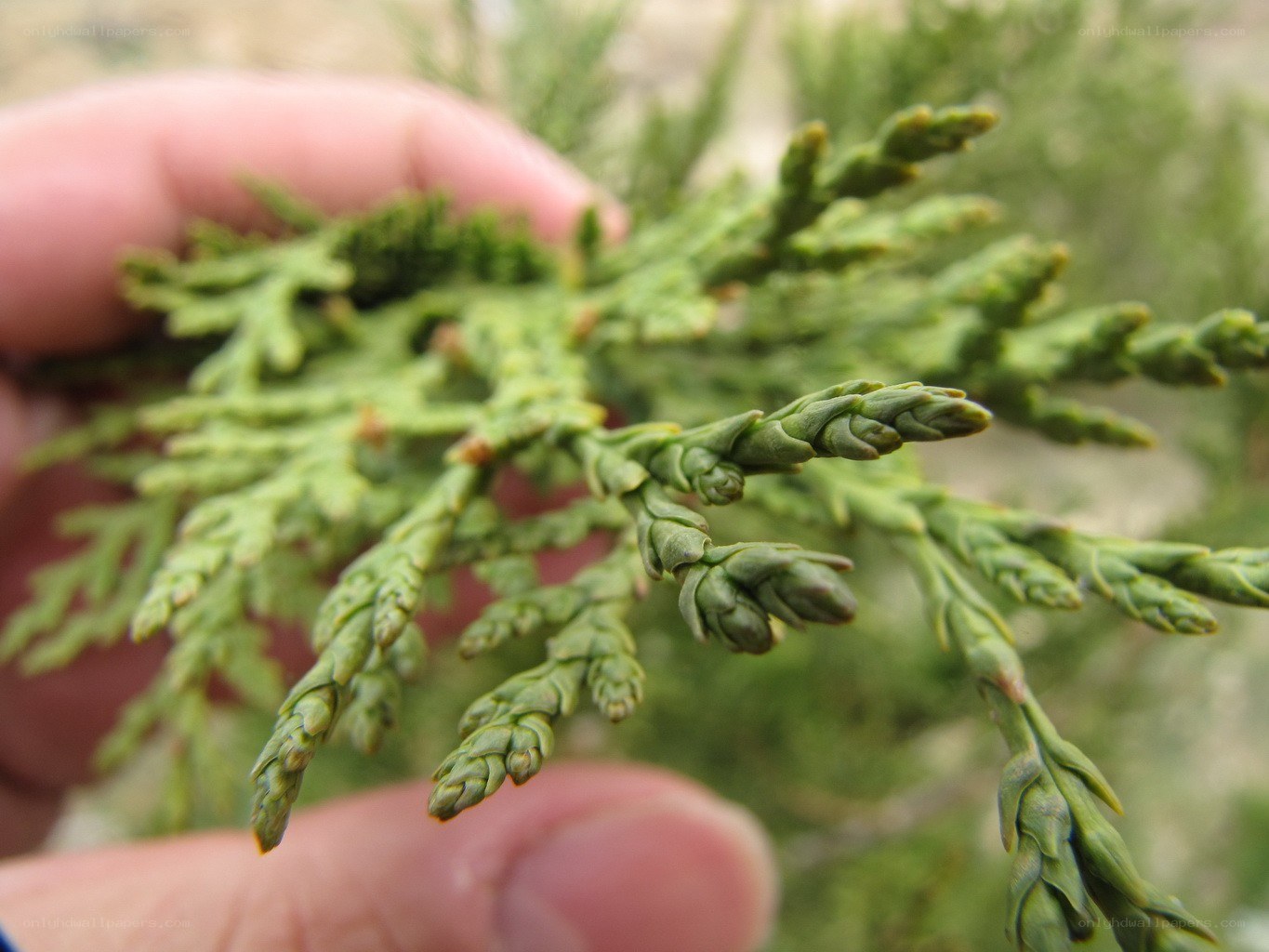 hand holding evergreen branch