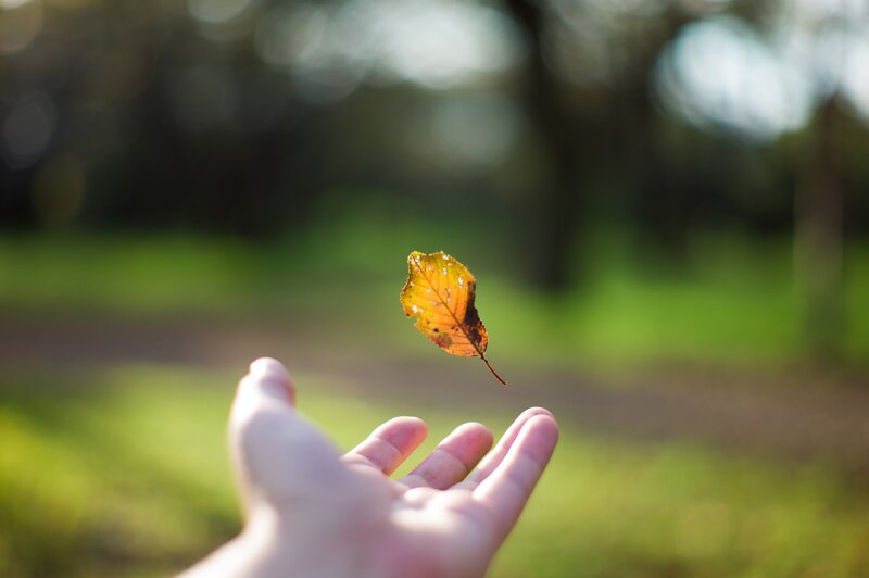 Hand Holding Falling Leaf