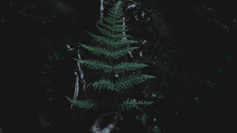 Hand Holding Fern Leaf — Green